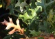dąb błotny GREEN PILLAR 'Pringreen' - Quercus palustris GREEN PILLAR 'Pringreen' 