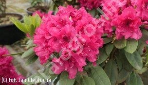 Różanecznik 'Double Kiss' - Rhododendron 'Double Kiss' 