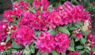 różanecznik 'Neon Kiss' - Rhododendron 'Neon Kiss' 