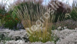 trzcinnik ostrokwiatowy 'Waldenbuch' - Calamagrostis ×acutiflora 'Waldenbuch' 