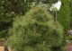 sosna Jeffreya 'Joppi' - Pinus jeffreyi 'Joppi' 