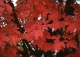klon strzępiastokory - Acer griseum 