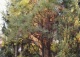 sosna Jeffreya 'Joppi' - Pinus jeffreyi 'Joppi' 