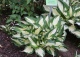 funkia 'Fire and Ice' - Hosta 'Fire and Ice' 