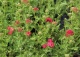 krwawnik pospolity 'Paprika' - Achillea millefolium 'Paprika' 