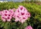 różanecznik 'Devin' - Rhododendron 'Devin' 
