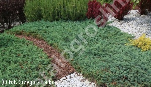 jałowiec płożący 'Wiltonii' - Juniperus horizontalis 'Wiltonii' 