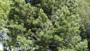 sosna limba - Pinus cembra 