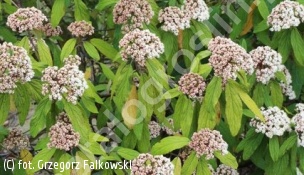 kalina sztywnolistna - Viburnum rhytidophyllum 