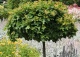 dąb błotny 'Green Dwarf' - Quercus palustris 'Green Dwarf' 