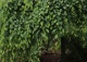 grab pospolity 'Pendula' - Carpinus betulus 'Pendula' 