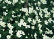 zawilec wielkokwiatowy - Anemone sylvestris 