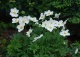 zawilec wielkokwiatowy - Anemone sylvestris 