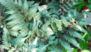 wietlica japońska odm. barwna - Athyrium niponicum var.pictum 