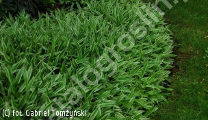 turzyca żelazna 'Variegata' - Carex siderosticha 'Variegata' 
