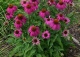 jeżówka purpurowa 'Pow Wow Wild Berry' - Echinacea purpurea 'Pow Wow Wild Berry' 