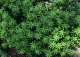 przytulia wonna - Galium odoratum 