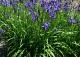 kosaciec syberyjski - Iris sibirica 