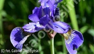 kosaciec syberyjski - Iris sibirica 