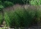 proso rózgowate 'Shenandoah' - Panicum virgatum 'Shenandoah' 