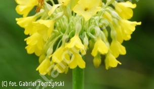 pierwiosnek kwiecisty - Primula florindae 