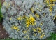 santolina cyprysikowata - Santolina chamaecyparissus 