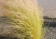 ostnica cieniutka - Stipa tenuissima 