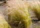 ostnica cieniutka - Stipa tenuissima 