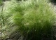 ostnica cieniutka 'Ponytails' - Stipa tenuissima 'Ponytails' 