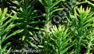 głowocis japoński 'Fastigiata' - Cephalotaxus harringtonii 'Fastigiata' 