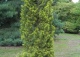 jałowiec chiński 'Aurea' - Juniperus chinensis 'Aurea' 