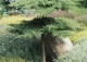 jałowiec pospolity 'Green Carpet' - Juniperus communis 'Green Carpet' 