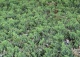 jałowiec rozesłany 'Bonin Isles' - Juniperus procumbens 'Bonin Isles' 
