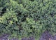 jałowiec rozesłany 'Bonin Isles' - Juniperus procumbens 'Bonin Isles' 
