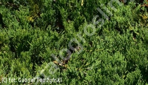 jałowiec sabiński 'Broadmoor' - Juniperus sabina 'Broadmoor' 