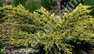 jałowiec łuskowaty 'Dream Joy' - Juniperus squamata 'Dream Joy' 