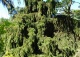 świerk pospolity 'Acrocona' - Picea abies 'Acrocona' 
