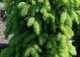 świerk pospolity 'Aurea' - Picea abies 'Aurea' 