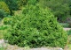świerk pospolity 'Barryi' - Picea abies 'Barryi' 