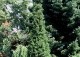 świerk pospolity 'Cupressina' - Picea abies 'Cupressina' 