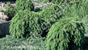 świerk pospolity 'Formanek' - Picea abies 'Formanek' 