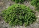 świerk pospolity 'Formanek' - Picea abies 'Formanek' 