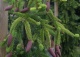 świerk pospolity 'Frohburg' - Picea abies 'Frohburg' 