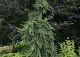 świerk pospolity 'Inversa' - Picea abies 'Inversa' 