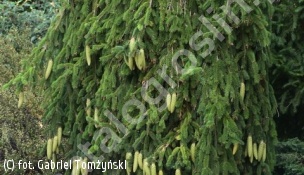 świerk pospolity 'Inversa' - Picea abies 'Inversa' 