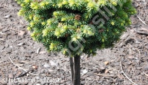 świerk pospolity 'Luž' - Picea abies 'Luž' 