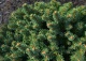 świerk pospolity 'Luž' - Picea abies 'Luž' 