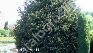 świerk pospolity 'Ohlendorffii' - Picea abies 'Ohlendorffii' 
