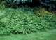 świerk pospolity 'Reflexa' - Picea abies 'Reflexa' 