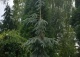 świerk Engelmanna 'Bush's Lace' - Picea engelmannii 'Bush's Lace' 